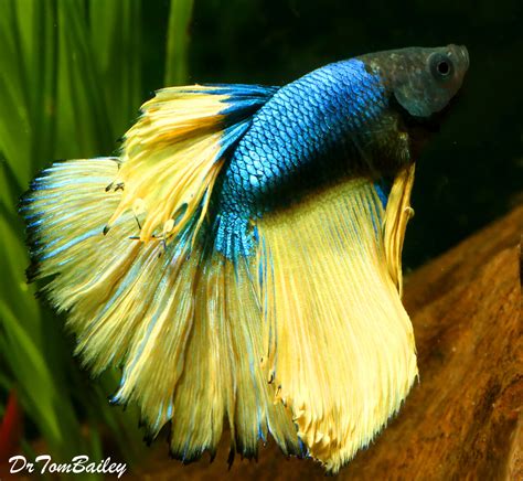 imported premium grade male betta fish|Imported Premium Grade Male Betta Fish .